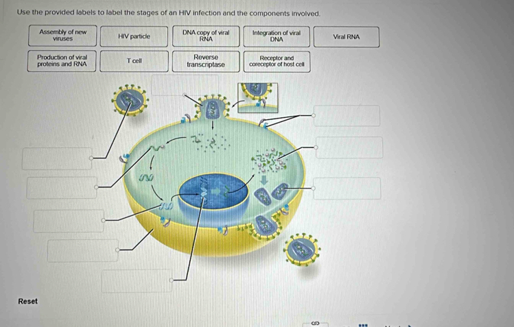 Solved: Use the provided labels to label the stages of an HIV infection ...