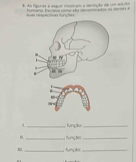 As figuras a seguir mostram a dentição de um adulto 
humano. Escreva como são denominados os dentes e 
suas respectivas funções 
1. _; função:_ 
Ⅱ. _; função:_ 
III、 _; função:_