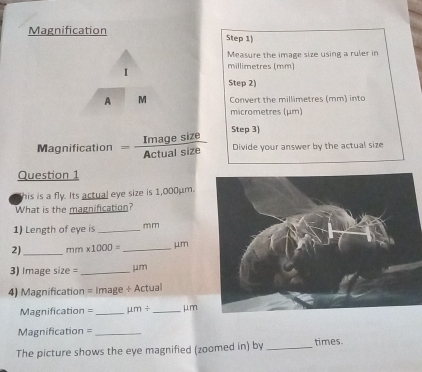 Solved: Magnification Step 1) Measure the image size using a ruler in I ...