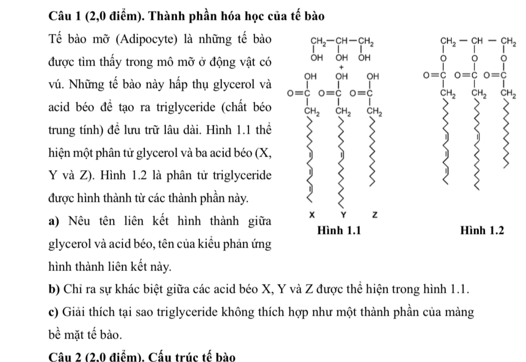 (2,0 điểm). Thành phần hóa học của tế bào 
Tế bào mỡ (Adipocyte) là những tế bào beginarrayr CH_2-CH-CH_2 |
được tìm thấy trong mô mỡ ở động vật có ) - OH OH beginarrayr GH_2-GH_2-G _O= ∈tlimits /2 O^ 1/O  
vú. Những tế bào này hấp thụ glycerol và 0=∈tlimits _1^((0H)0=∈tlimits _1^(0H)0=∈tlimits _1^(0H)
CH_2) CH_2 CH_2
acid béo đề tạo ra triglyceride (chất béo CH_2 CH_2 CH_2
trung tính) để lưu trữ lâu dài. Hình 1.1 thể 
hiện một phân tử glycerol và ba acid béo (X,
Y và Z). Hình 1.2 là phân tử triglyceride 
được hình thành từ các thành phần này. 
a) Nêu tên liên kết hình thành giữa x
z 
Hình 1.1 Hình 1.2 
glycerol và acid béo, tên của kiểu phản ứng 
hình thành liên kết này. 
b) Chỉ ra sự khác biệt giữa các acid béo X, Y và Z được thể hiện trong hình 1.1. 
c) Giải thích tại sao triglyceride không thích hợp như một thành phần của màng 
bề mặt tế bào. 
Câu 2 (2.0 điểm). Cấu trúc tế bào