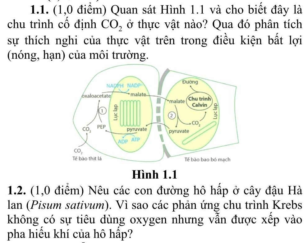 (1,0 điểm) Quan sát Hình 1.1 và cho biết đây là
chu trình cô định CO_2 ở thực vật nào? Qua đó phân tích
sự thích nghi của thực vật trên trong điều kiện bất lợi
(nóng, hạn) của môi trường.
Hình 1.1
1.2. (1,0 điểm) Nêu các con đường hô hấp ở cây đậu Hà
lan (Pisum sativum). Vì sao các phản ứng chu trình Krebs
không có sự tiêu dùng oxygen nhưng vẫn được xếp vào
pha hiểu khí của hô hấp?