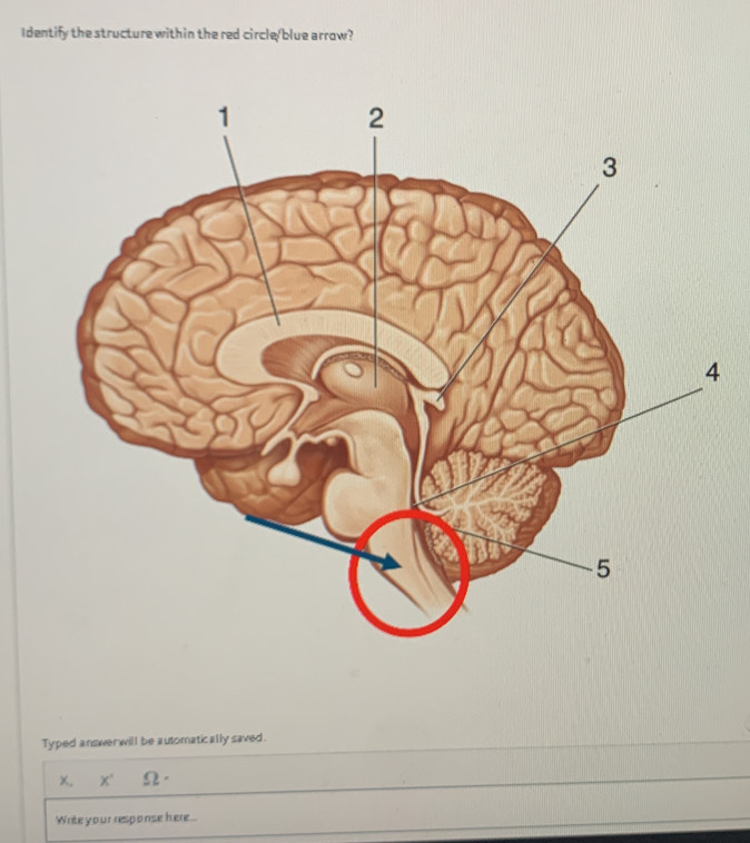 Identify the structure within the red circle/blue arrow? 
Typed answerwill be automatically saved.
x, x Ω. 
Write your response here