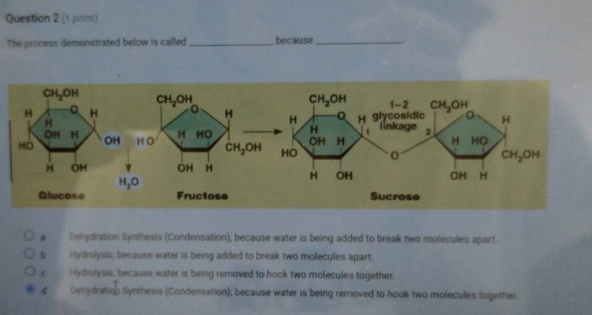 The process demonstrated below is called_
because_
B Dehydration Synthesis (Condensation); because water is being added to break two molecules apart.
b Hydrolysis; because water is being added to break two molecules apart.
c Hydrolysis, because water is being removed to hook two molecules together.
d Dehydration Synthesis (Condensation); because water is being removed to hook two molecules together.