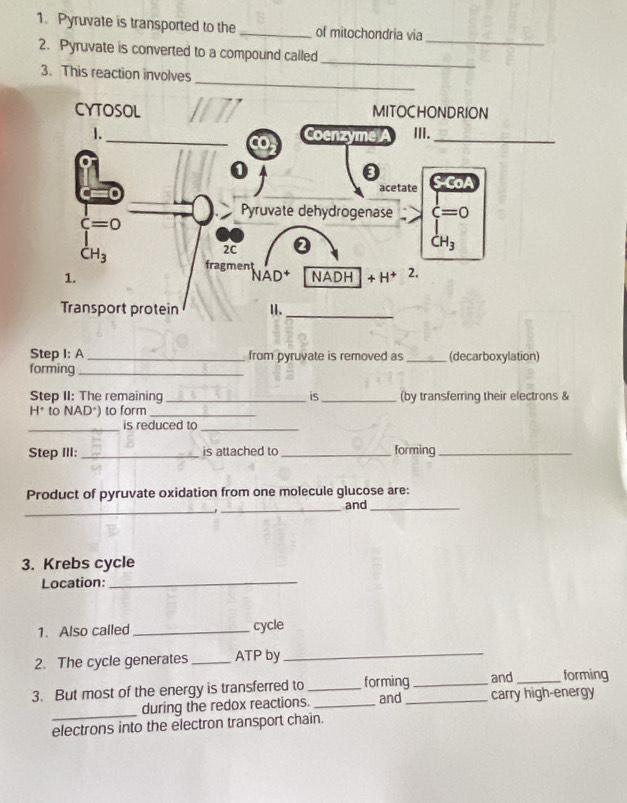 Pyruvate is transported to the _of mitochondria via
_
2. Pyruvate is converted to a compound called
_
_
3. This reaction involves
Step I: A_ from pyruvate is removed as _(decarboxylation)
forming_
Step II: The remaining _is_ (by transferring their electrons &
H* to (AD°) to form_
_is reduced to_
Step III: _is attached to_ forming_
Product of pyruvate oxidation from one molecule glucose are:
_
_
and_
3. Krebs cycle
Location:_
1. Also called _cycle
2. The cycle generates _ATP by_
and forming
3. But most of the energy is transferred to _forming and __carry high-energy
_
during the redox reactions._
electrons into the electron transport chain.