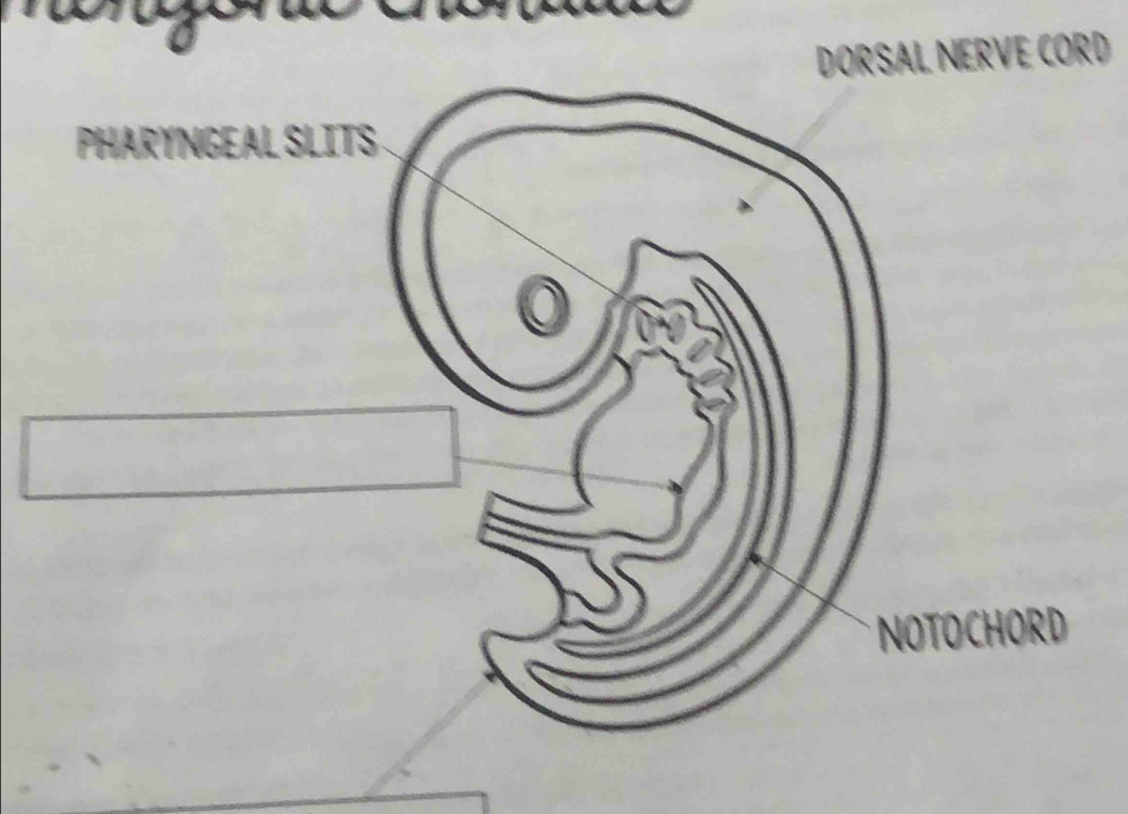 DORSAL NERVE CORD