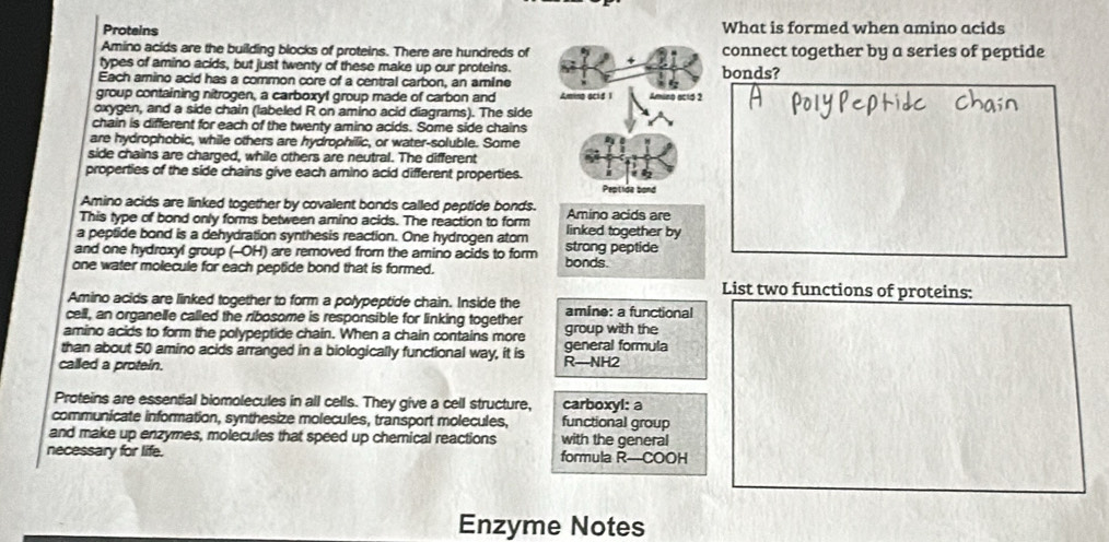 Proteins What is formed when amino acids 
Amino acids are the building blocks of proteins. There are hundreds of connect together by a series of peptide 
types of amino acids, but just twenty of these make up our proteins. bonds? 
Each amino acid has a common core of a central carbon, an amine 
group containing nitrogen, a carboxyl group made of carbon and Amino acid 1 Amino acid 2 
oxygen, and a side chain (labeled R on amino acid diagrams). The side 
chain is different for each of the twenty amino acids. Some side chains 
are hydrophobic, while others are hydrophilic, or water-soluble. Some 
side chains are charged, while others are neutral. The different 
properties of the side chains give each amino acid different properties. 
Peptide band 
Amino acids are linked together by covalent bonds called peptide bonds. 
This type of bond only forms between amino acids. The reaction to form Amino acids are 
a peptide bond is a dehydration synthesis reaction. One hydrogen atom linked together by 
and one hydroxyl group (-OH) are removed from the amino acids to form strong peptide 
one water molecule for each peptide bond that is formed. bonds. 
List two functions of proteins: 
Amino acids are linked together to form a polypeptide chain. Inside the 
cell, an organelle called the ribosome is responsible for linking together amine: a functional 
amino acids to form the polypeptide chain. When a chain contains more group with the 
than about 50 amino acids arranged in a biologically functional way, it is general formula 
called a protein. R—NH2
Proteins are essential biomolecules in all cells. They give a cell structure, carboxyl: a 
communicate information, synthesize molecules, transport molecules, functional group 
and make up enzymes, molecules that speed up chemical reactions with the general 
necessary for life. formula R—COOH
Enzyme Notes