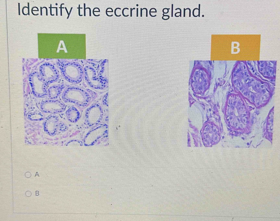 Identify the eccrine gland. 
A 
B