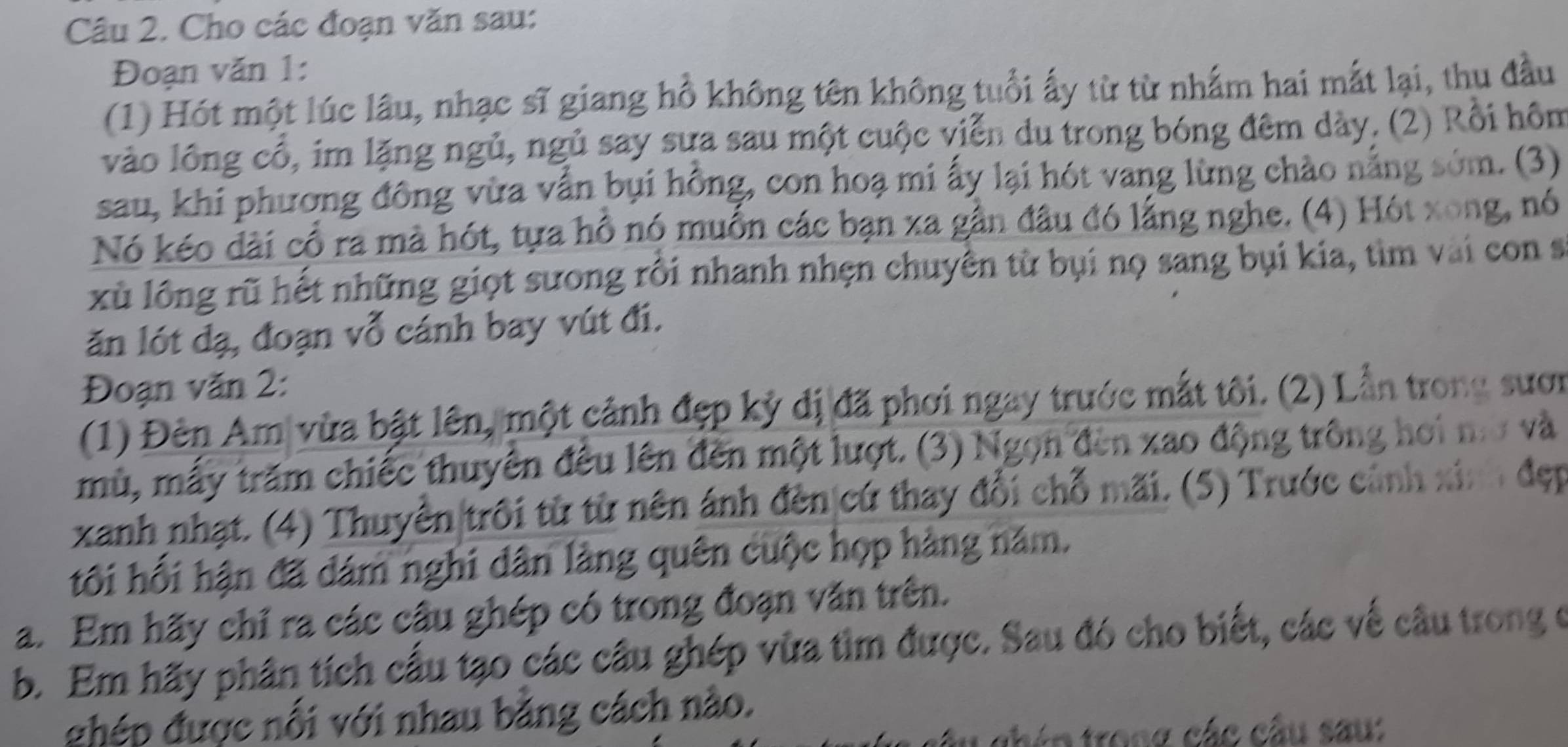 Cho các đoạn văn sau: 
Đoạn văn 1: 
(1) Hót một lúc lâu, nhạc sĩ giang hồ không tên không tuổi ấy từ từ nhấm hai mắt lại, thu đầu 
vào lồng cổ, im lặng ngủ, ngủ say sựa sau một cuộc viễn du trong bóng đêm dày. (2) Rồi hôm 
sau, khi phương đông vừa vẫn bụi hồng, con hoạ mi ấy lại hót vang lừng chào nắng sớm. (3) 
Nó kéo đài cổ ra mà hót, tựa hồ nó muồn các bạn xa gần đầu đó lằng nghe. (4) Hót xong, nó 
xù lồng rũ hết những giọt sưong rồi nhanh nhẹn chuyên từ bụi nọ sang bụi kia, tìm vai con s 
ăn lót đạ, đoạn vỗ cánh bay vút đi. 
Đoạn văn 2: 
(1) Đèn Am vừa bật lên, một cảnh đẹp kỷ dị đã phơi ngay trước mắt tôi. (2) Lẫn trong sươn 
mù, mấy trăm chiếc thuyên đều lên đến một lượt. (3) Ngọn đèn xao động trông hoi n và 
xanh nhạt. (4) Thuyền trôi từ từ nên ảnh đèn cứ thay đổi chỗ mãi. (5) Trước cảnh xinh đẹp 
tối hối hận đã dám nghi dân làng quên cuộc họp hàng năm. 
a. Em hãy chỉ ra các câu ghép có trong đoạn văn trên. 
b. Em hãy phân tích cấu tạo các câu ghép vừa tìm được. Sau đó cho biết, các về câu trong ở 
ghép được nổi với nhau bằng cách nào. 
t én trong các câu sau :