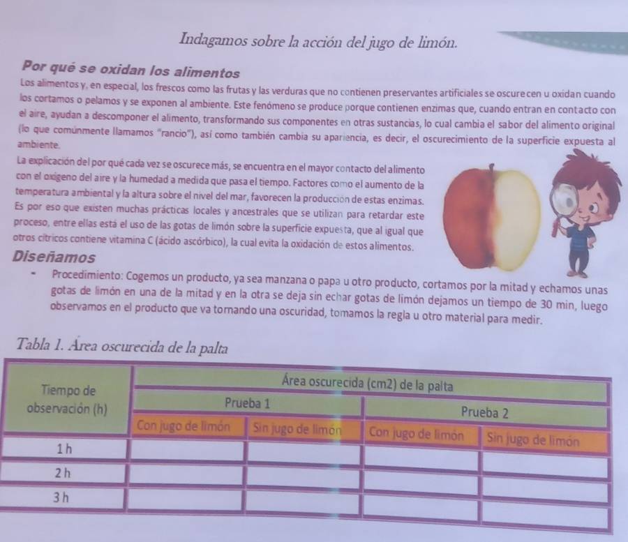 Indagamos sobre la acción del jugo de limón.
Por qué se oxidan los alimentos
Los alimentos y, en especial, los frescos como las frutas y las verduras que no contienen preservantes artificiales se oscurecen u oxidan cuando
los cortamos o pelamos y se exponen al ambiente. Este fenómeno se produce porque contienen enzimas que, cuando entran en contacto con
el aire, ayudan a descomponer el alimento, transformando sus componentes en otras sustancias, lo cual cambia el sabor del alimento original
(lo que comúnmente llamamos "rancio"), así como también cambia su apariencia, es decir, el oscurecimiento de la superficie expuesta al
ambiente.
La explicación del por qué cada vez se oscurece más, se encuentra en el mayor contacto del alimento
con el oxigeno del aire y la humedad a medida que pasa el tiempo. Factores como el aumento de la
temperatura ambiental y la altura sobre el nível del mar, favorecen la producción de estas enzimas.
Es por eso que existen muchas prácticas locales y ancestrales que se utilizan para retardar este
proceso, entre ellas está el uso de las gotas de limón sobre la superficie expuesta, que al igual que
otros cítricos contiene vitamina C (ácido ascórbico), la cual evita la oxidación de estos alimentos.
Diseñamos
Procedímiento: Cogemos un producto, ya sea manzana o papa u otro producto, cortamos por la mitad y echamos unas
gotas de limón en una de la mitad y en la otra se deja sin echar gotas de limón dejamos un tiempo de 30 min, luego
observamos en el producto que va tornando una oscuridad, tomamos la regla u otro material para medir.
Tabla 1. Área oscurecida de la palta