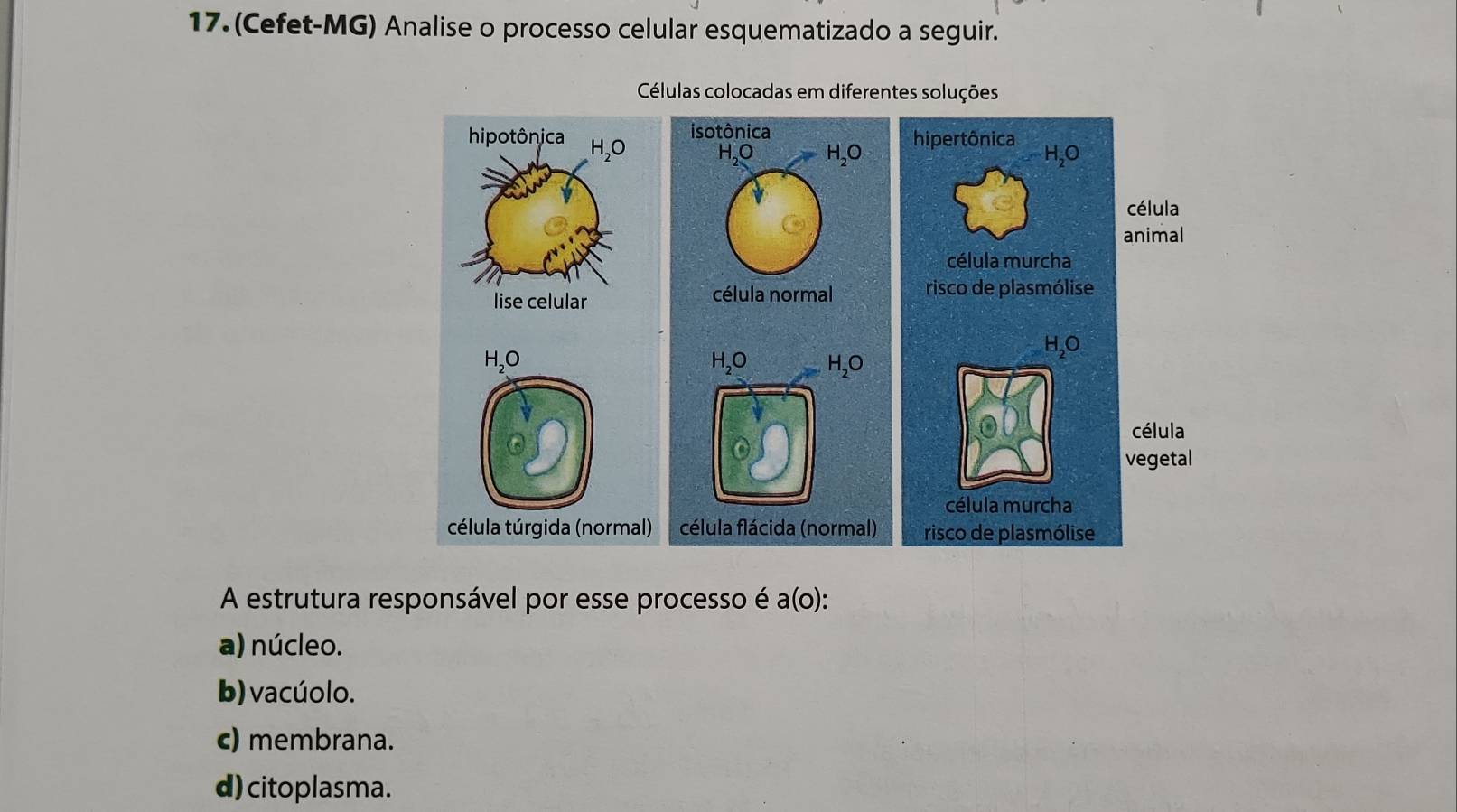 (Cefet-MG) Analise o processo celular esquematizado a seguir.
Células colocadas em diferentes soluções
hipertônica
célula
animal
célula murcha
risco de plasmólise
H_2O
célula
vegetal
célula murcha
risco de plasmólise
A estrutura responsável por esse processo é a(o):
a) núcleo.
b) vacúolo.
c) membrana.
d) citoplasma.