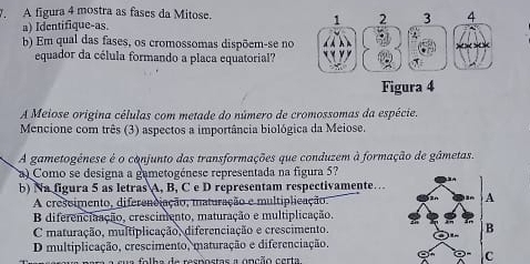 A figura 4 mostra as fases da Mitose.
a) Identifique-as. 
b) Em qual das fases, os cromossomas dispõem-se no
equador da célula formando a placa equatorial?
A Meiose origina células com metade do número de cromossomas da espécie.
Mencione com três (3) aspectos a importância biológica da Meiose.
A gametogênese é o conjunto das transformações que conduzem à formação de gâmetas.
a Como se designa a gametogénese representada na figura 5?
b) Na figura 5 as letras A, B, C e D representam respectivamente…
A crescimento, diferendiação, maturação e multiplicação
B diferenciaação, crescimento, maturação e multiplicação,
C maturação, multiplicação, diferenciação e crescimento.
D multiplicação, crescimento, maturação e diferenciação.
a m sa aam a aua falhe de secnostos a anção carta C