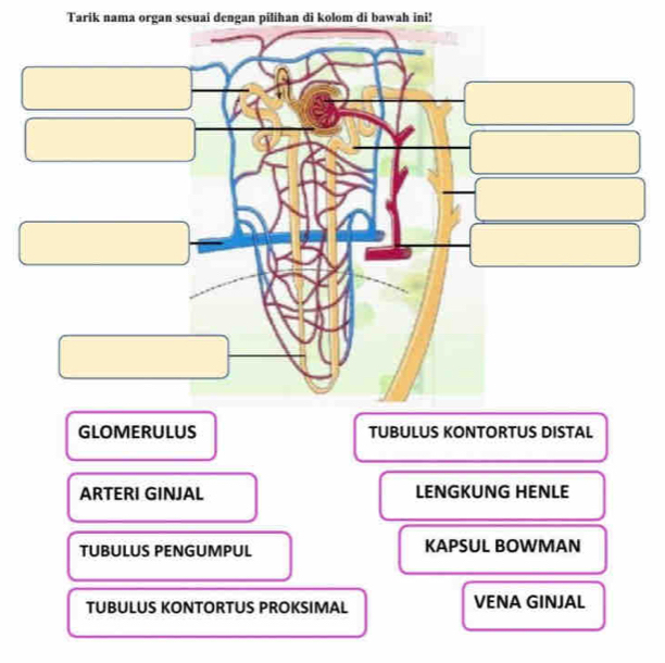 Telah dijawab:Tarik nama organ sesuai dengan pilihan di kolom di bawah ...
