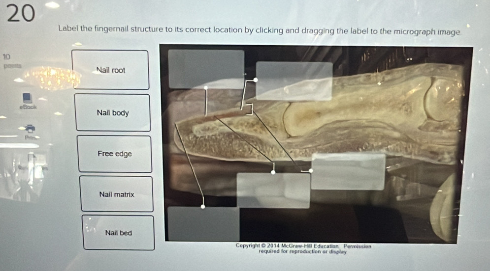 Solved: Label the fingernail structure to its correct location by ...