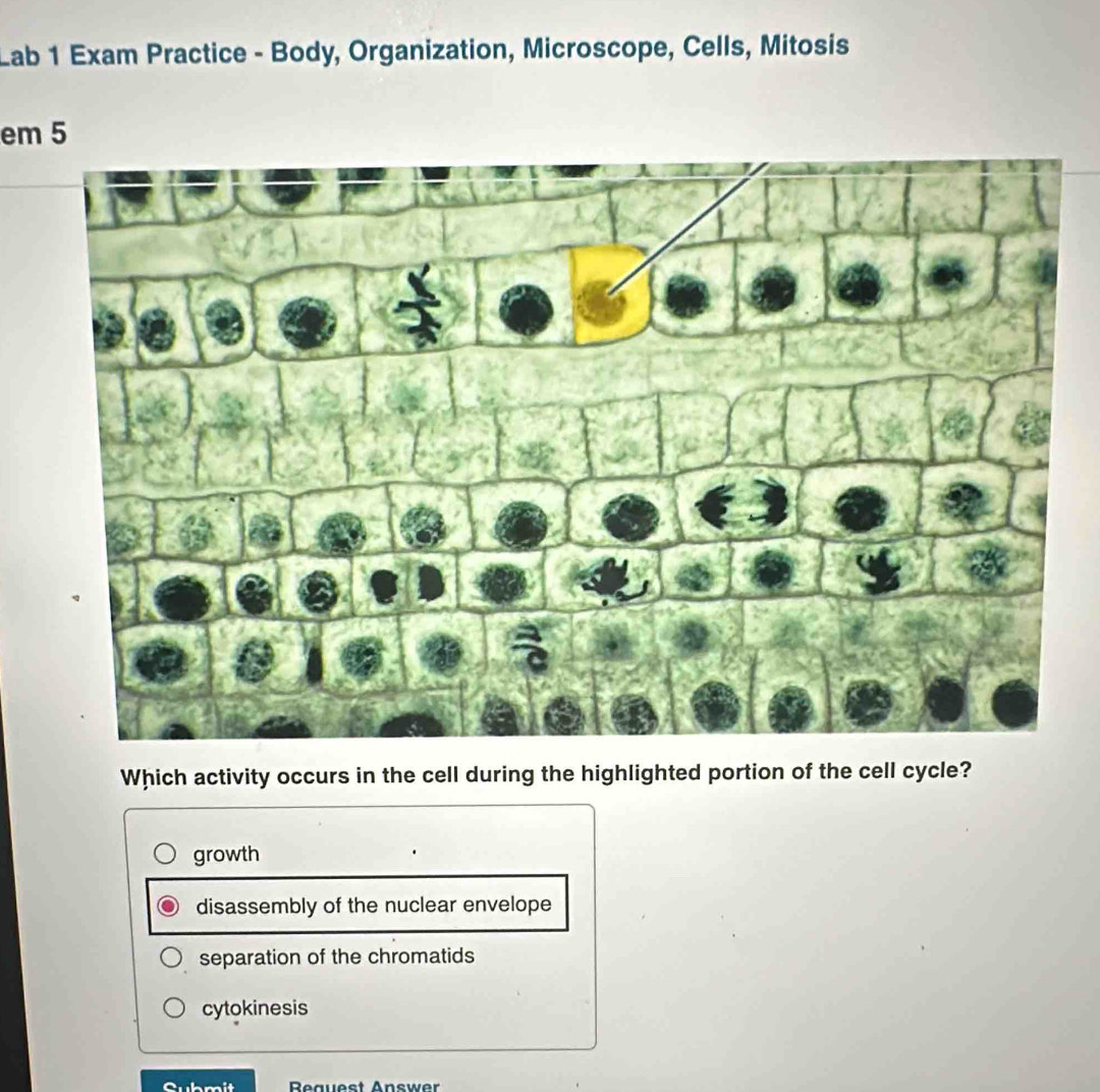 Lab 1 Exam Practice - Body, Organization, Microscope, Cells, Mitosis
em 5
Which activity occurs in the cell during the highlighted portion of the cell cycle?
growth
disassembly of the nuclear envelope
separation of the chromatids
cytokinesis
Reauest Answer