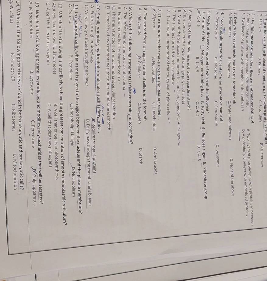 The α-helix and the β-pleated sheet are part of which protein structure?
A. Tertiary B. Primary C. Secondary D. Quaternary
2. The fluid mosaic model describes a membrane consisting of:
A. Individual proteins and phospholipids that can drift B. Two layers of phospholipids with proteins in between
C. Two layers of proteins with phospholipids in between D. A phospholipid bilayer with embedded proteins
3. Dehydration synthesis leads to the formation of:
A. Monomers B. Polymers C. Water and polymers D. None of the above
4. "Microtubule-organizing center" is an alternative name of:
A. Centrósome B. Ribosome C. Peroxisome D. Lysosome
5. Nucleotides are composed of which of the following?
1. Amino Acids 2. Nitrogen-containing base 3. Fatty acid 4. Pentose sugar 5. Phosphate group
, A. 2, 4, 5 B. 1, 4, 5 C. 2, 4, 3 D. 3, 4, 5
6. Which of the following is not true regarding starch?
A. It is considered a type of storage polysaccharides
B. Most of the α glucose monomers in starch are joined by 1-4 linkages
C. The simplest form of starch is amylose
D. It is a major component of the tough wall of plant cells
7. The monomers that make up DNA and RNA are called:
A. Glycerol B. Nucleotides C. Disaccharides D. Amino acids
8. The stored form of sugar in animal cells is in the form of:
A. Triglyceride B. Cellulose C. Glycogen D. Starch
9. Which of the following statements is false concerning mitochondria?
A. The inner membrane consists of cisterna
B. Found in nearly all eukaryotic cells
C. The main function of mitochondria is cellular respiration
D. It consists of two membranes, the outer membrane is smooth
10. Small, nonpolar, hydrophobic molecules such as fatty acids: .
A. Enter through endocytosis B. Require transport proteins
C. Very slowly diffuse through the bilayer D. Easily pass through the membrane's bilayer
11. In eukaryotic cells, what name is given to the region between the nucleus and the plasma membrane?
A. Cytosol B. Cytoplasm C. Phospholipid bilayer D. Nucleoplasm
12. Which of the following is most likely to have the greatest concentration of smooth endoplasmic reticulum?
A: A cell that makes lipid hormones B. A cell that engages in photosynthesis
C. A cell that secretes enzymes D. A cell that destroys pathogens
13. Which of the following organelles produces and modifies polysaccharides that will be secreted?
A. Mitochondrion B. Lysosome C. Peroxisome D. Golgi apparatus
14. Which of the following structures are found in both eukaryotic and prokaryotic cells?
A. Nucleus B. Smooth ER C. Ribosomes D. Mitochondrion