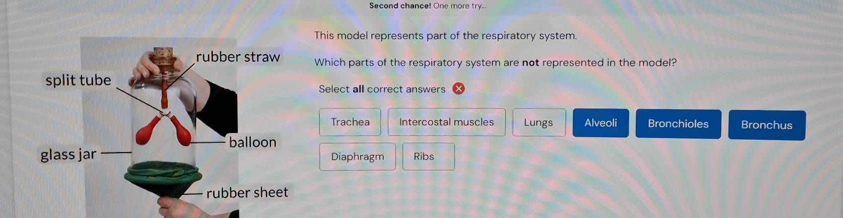 Second chance! One more try...
This model represents part of the respiratory system.
Which parts of the respiratory system are not represented in the model?
Select all correct answers
Trachea Intercostal muscles Lungs Alveoli Bronchioles Bronchus
Diaphragm Ribs