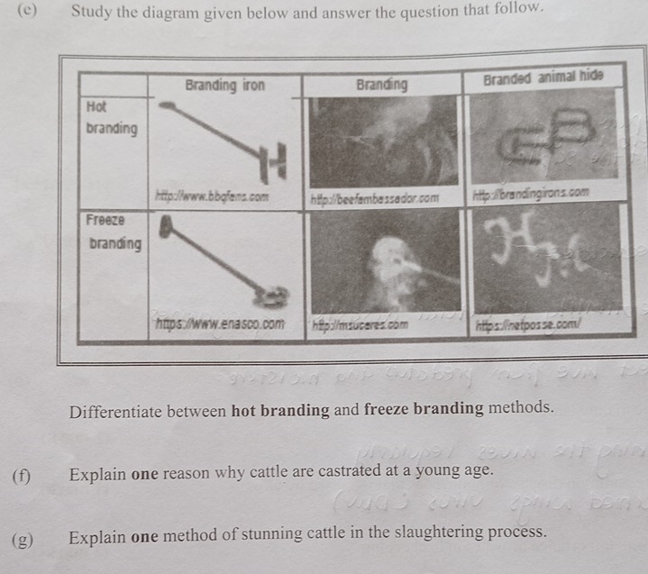 Study the diagram given below and answer the question that follow. 
Differentiate between hot branding and freeze branding methods. 
(f) Explain one reason why cattle are castrated at a young age. 
(g) Explain one method of stunning cattle in the slaughtering process.