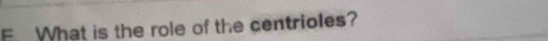 What is the role of the centrioles?