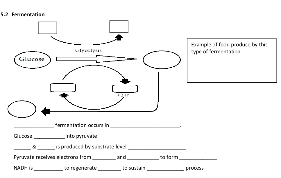 5.2 Fermentation 
ple of food produce by this 
of fermentation 
_fermentation occurs in_ 
、 . 
Glucose _into pyruvate 
_& _is produced by substrate level_ 
Pyruvate receives electrons from _and_ to form_ 
NADH is _to regenerate_ to sustain_ process