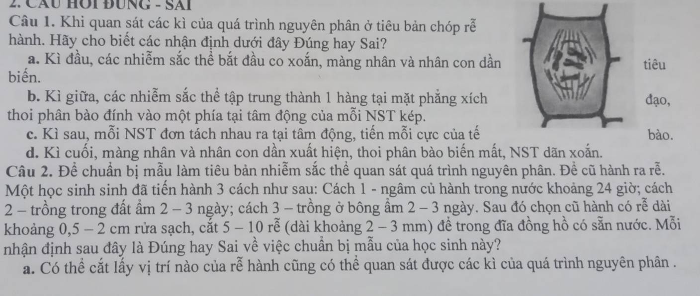 Cáu HÔi ĐUNG - Sãi
Câu 1. Khi quan sát các kì của quá trình nguyên phân ở tiêu bản chóp rễ
hành. Hãy cho biết các nhận định dưới đây Đúng hay Sai?
a. Kì đầu, các nhiễm sắc thể bắt đầu co xoắn, màng nhân và nhân con dần
biến.
b. Kì giữa, các nhiễm sắc thể tập trung thành 1 hàng tại mặt phẳng xích
thoi phân bào đính vào một phía tại tâm động của mỗi NST kép.
c. Kì sau, mỗi NST đơn tách nhau ra tại tâm động, tiến mỗi cực của tế
d. Kì cuối, màng nhân và nhân con dần xuất hiện, thoi phân bào biến mất, NST dãn xoắn.
Câu 2. Để chuẩn bị mẫu làm tiêu bản nhiễm sắc thể quan sát quá trình nguyên phân. Để cũ hành ra rễ.
Một học sinh sinh đã tiến hành 3 cách như sau: Cách 1 - ngâm củ hành trong nước khoảng 24 giờ; cách
2 - trồng trong đất ẩm 2 - 3 ngày; cách 3 - trồng ở bông ẩm 2 - 3 ngày. Sau đó chọn cũ hành có rễ dài
khoảng 0, 5 - 2 cm rửa sạch, cắt 5 - 10 rễ (dài khoảng 2 - 3 mm) đề trong đĩa đồng hồ có sẵn nước. Mỗi
nhận định sau đây là Đúng hay Sai về việc chuẩn bị mẫu của học sinh này?
a. Có thể cắt lấy vị trí nào của rễ hành cũng có thể quan sát được các kì của quá trình nguyên phân .