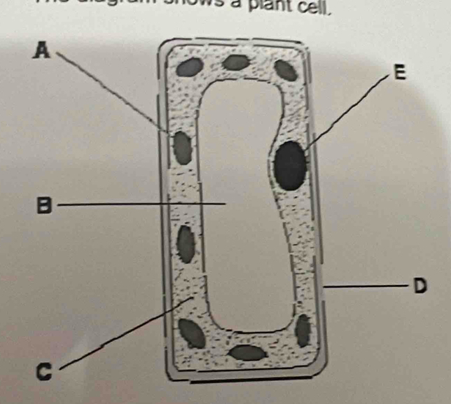 a plant cell .