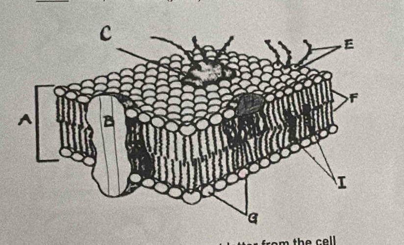 the cell .