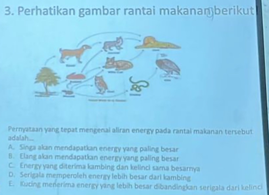 Perhatikan gambar rantai makanaṃberikut
Pernyataan yang tepat mengenal aliran energy pada rantal makanan tersebut
adalah...
A. Singa akan mendapatkan energy yang paling besar
B. Elang akan mendapatkan energy yang paling besar
C. Energy yang diterima kambing dan kelinci sama besarnya
D. Serigala memperoleh energy lebih besar dari kambing
E. Kucing menerima energy yang lebih besar dibandingkan serigala dari kelinci