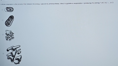 Callular respiration is the process tha releases the energy caplured by phorpeynshesia. Which orpaselle is aponsible in producing ths energy? (SC. 912)