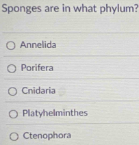 Sponges are in what phylum?
Annelida
Porifera
Cnidaria
Platyhelminthes
Ctenophora