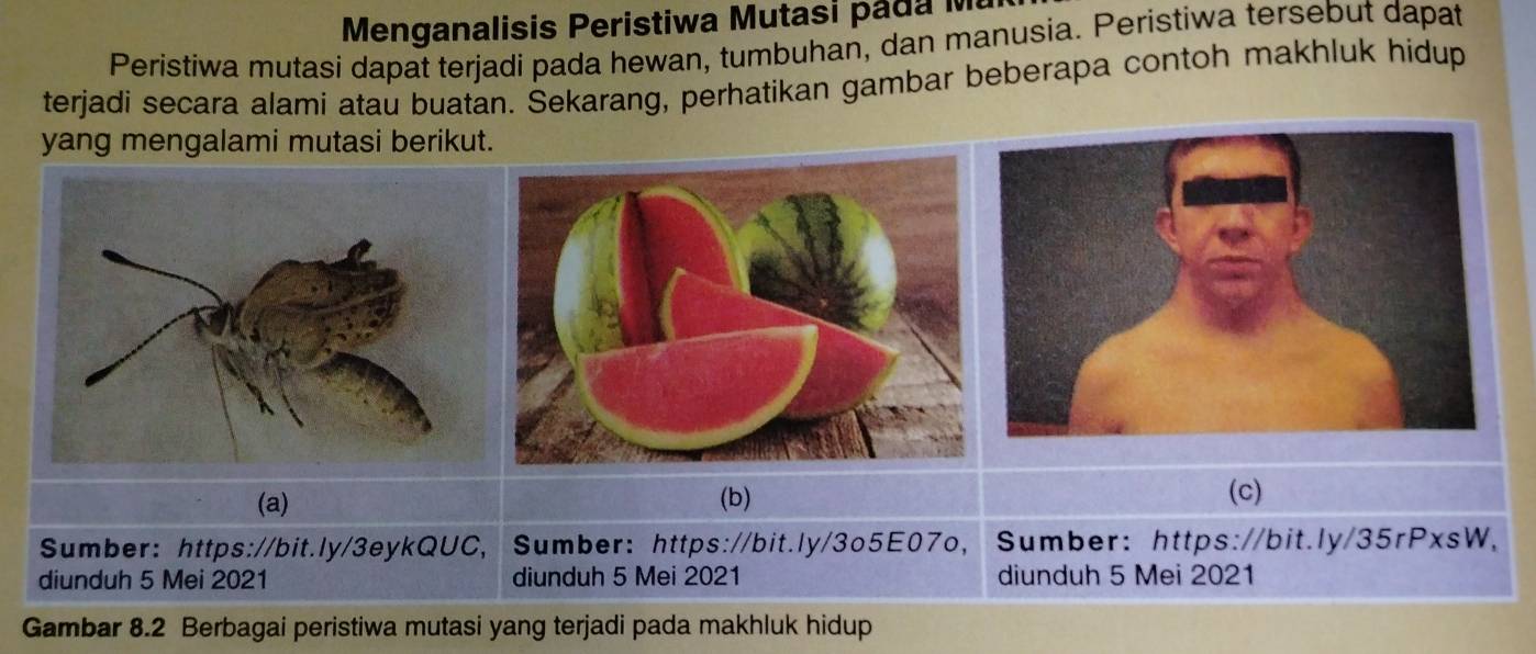 Menganalisis Peristiwa Mutasi pada Mu 
Peristiwa mutasi dapat terjadi pada hewan, tumbuhan, dan manusia. Peristiwa tersebut dapat 
terjadi secara alami atau buatan. Sekarang, perhatikan gambar beberapa contoh makhluk hidup 
yang mengalami mutasi berikut. 
(a) (b) (c) 
Sumber: https://bit.ly/3eykQUC,Sumber: https://bit.ly/3o5E07o， Sumber: https://bit.ly/35rPxsW, 
diunduh 5 Mei 2021 diunduh 5 Mei 2021 diunduh 5 Mei 2021
Gambar 8.2 Berbagai peristiwa mutasi yang terjadi pada makhluk hidup