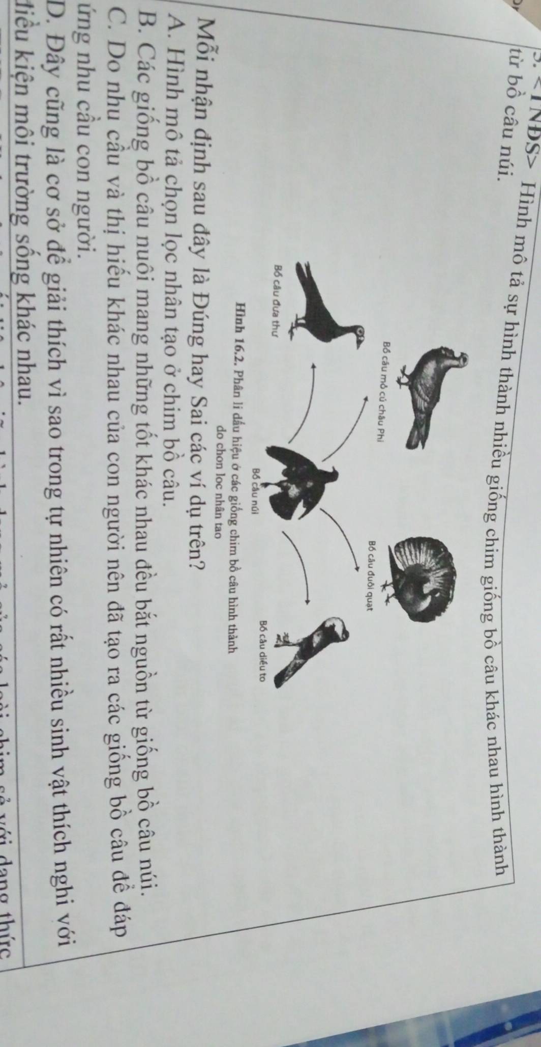 TNĐS> Hình mô tả sự hình thành nhiều giống chim giống bồ câu khác nhau hình thành
Or từ bồ câu núi.
Hình 16.2. Phân li dấu hiệu ở các giống chim bồ câu hình thành
do chon loc nhân tao
Mỗi nhận định sau đây là Đúng hay Sai các ví dụ trên?
A. Hình mô tả chọn lọc nhân tạo ở chim bồ câu.
B. Các giống bồ câu nuôi mang những tốt khác nhau đều bắt nguồn từ giống bồ câu núị.
C. Do nhu cầu và thị hiểu khác nhau của con người nên đã tạo ra các giống bồ câu đề đáp
ứng nhu cầu con người.
D. Đây cũng là cơ sở để giải thích vì sao trong tự nhiên có rất nhiều sinh vật thích nghi với
điểu kiện môi trường sống khác nhau.
ẻ với dang thức