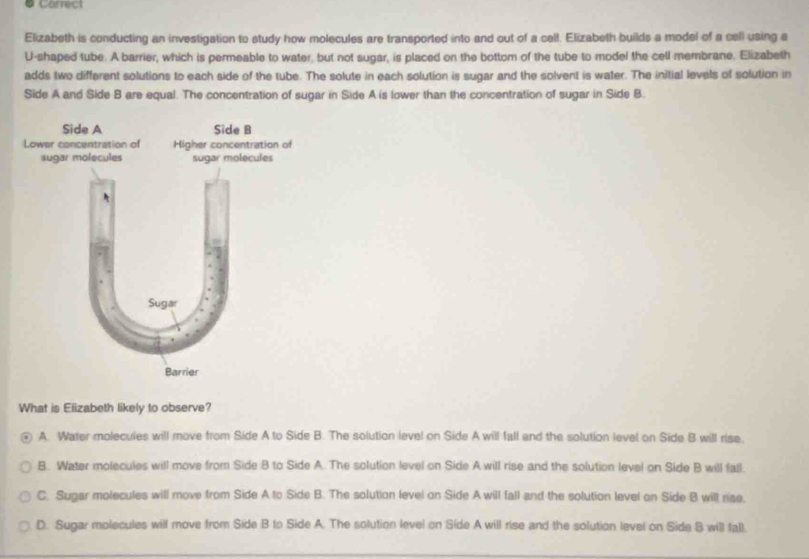 Carrect
Elizabeth is conducting an investigation to study how molecules are transported into and out of a cell. Elizabeth builds a model of a cell using a
U-shaped tube. A barrier, which is permeable to water, but not sugar, is placed on the bottom of the tube to model the cell membrane. Elizabeth
adds two different solutions to each side of the tube. The solute in each solution is sugar and the solvent is water. The initial levels of solution in
Side A and Side B are equal. The concentration of sugar in Side A is lower than the concentration of sugar in Side B.
What is Elizabeth likely to observe?
A. Water molecules will move from Side A to Side B. The solution level on Side A will fall and the solution level on Side B will rise.
B. Water molecules will move from Side B to Side A. The solution level on Side A will rise and the solution level on Side B will fall.
C. Sugar molecules will move from Side A to Side B. The solution level on Side A will fall and the solution level on Side B will rise.
D. Sugar molecules will move from Side B to Side A. The solution level on Side A will rise and the solution level on Side B will fall.