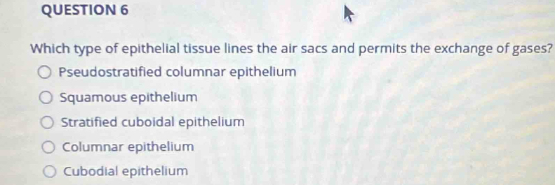 Which type of epithelial tissue lines the air sacs and permits the exchange of gases?
Pseudostratified columnar epithelium
Squamous epithelium
Stratified cuboidal epithelium
Columnar epithelium
Cubodial epithelium