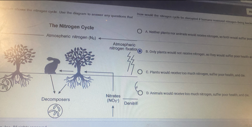 gam shows the nitrogen cycle. Use the diagram to answer any questions that
How would the nitrogen cycle be disrupted if humans removed nitrogen-fixing back
The Nitrogen Cycle A. Neither plants nor animals would receive nitrogen, so both would suffer poo
Atmospheric nitrogen (N₂)
plants would not receive nitrogen, so they would suffer poor health a
ts would receive too much nitrogen, suffer poor health, and die.
als would receive too much nitrogen, suffer poor health, and die.