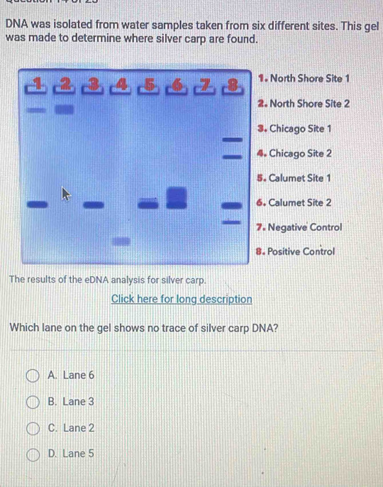 DNA was isolated from water samples taken from six different sites. This gel
was made to determine where silver carp are found.
2 4 7 1. North Shore Site 1
2. North Shore Site 2
3. Chicago Site 1
Chicago Site 2
5。 Calumet Site 1
6. Calumet Site 2
7. Negative Control
8. Positive Control
The results of the eDNA analysis for silver carp.
Click here for long description
Which lane on the gel shows no trace of silver carp DNA?
A. Lane 6
B. Lane 3
C. Lane 2
D. Lane 5