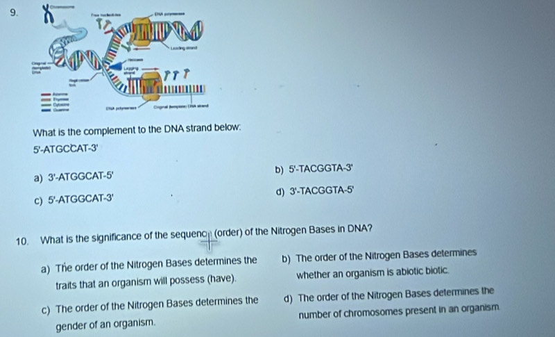 What is the complement to the DNA strand below:
5'-ATGCCAT -3 '
a) 3 '-ATGGCAT -5 ' b) 5'-TACGGTA-3'
c) 5 '-ATGGCAT -3' d) 3'-TACGGTA-5'
10. What is the significance of the sequench (order) of the Nitrogen Bases in DNA?
a) The order of the Nitrogen Bases determines the b) The order of the Nitrogen Bases determines
traits that an organism will possess (have). whether an organism is abiotic biotic.
c) The order of the Nitrogen Bases determines the d) The order of the Nitrogen Bases determines the
gender of an organism. number of chromosomes present in an organism.