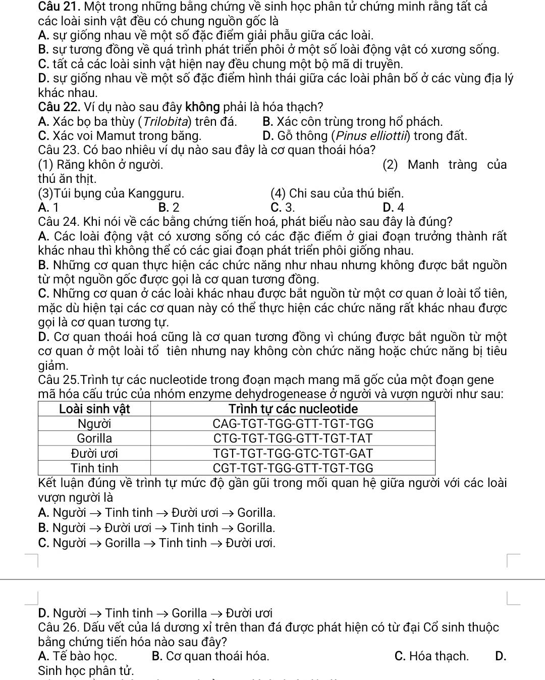 Một trong những bằng chứng về sinh học phân tử chứng minh rằng tất cả
các loài sinh vật đều có chung nguồn gốc là
A. sự giống nhau về một số đặc điểm giải phẫu giữa các loài.
B. sự tương đồng về quá trình phát triển phôi ở một số loài động vật có xương sống.
C. tất cả các loài sinh vật hiện nay đều chung một bộ mã di truyền.
D. sự giống nhau về một số đặc điểm hình thái giữa các loài phân bố ở các vùng địa lý
khác nhau.
Câu 22. Ví dụ nào sau đây không phải là hóa thạch?
A. Xác bọ ba thùy (Trilobita) trên đá. B. Xác côn trùng trong hổ phách.
C. Xác voi Mamut trong băng. D. Gỗ thông (Pinus elliottii) trong đất.
Câu 23. Có bao nhiêu ví dụ nào sau đây là cơ quan thoái hóa?
(1) Răng khôn ở người. (2) Manh tràng của
thú ăn thịt.
(3)Túi bụng của Kangguru. (4) Chi sau của thú biển.
A. 1 B. 2 C. 3. D. 4
Câu 24. Khi nói về các bằng chứng tiến hoá, phát biểu nào sau đây là đúng?
A. Các loài động vật có xương sống có các đặc điểm ở giai đoạn trưởng thành rất
khác nhau thì không thể có các giai đoạn phát triển phôi giống nhau.
B. Những cơ quan thực hiện các chức năng như nhau nhưng không được bắt nguồn
từ một nguồn gốc được gọi là cơ quan tương đồng.
C. Những cơ quan ở các loài khác nhau được bắt nguồn từ một cơ quan ở loài tổ tiên,
mặc dù hiện tại các cơ quan này có thể thực hiện các chức năng rất khác nhau được
gọi là cơ quan tương tự.
D. Cơ quan thoái hoá cũng là cơ quan tương đồng vì chúng được bắt nguồn từ một
cơ quan ở một loài tổ tiên nhưng nay không còn chức năng hoặc chức năng bị tiêu
giảm.
Câu 25.Trình tự các nucleotide trong đoạn mạch mang mã gốc của một đoạn gene
mã hóa cấu trúc của nhóm enzyme dehydrogenease ở người và vượn người như sau:
Kết luận đúng về trình tự mức độ gần gũi trong mối quan hệ giữa người với các loài
vượn người là
A. Người → Tinh tinh → Đười ươi → Gorilla.
B. Người → Đười ươi → Tinh tinh → Gorilla.
C. Người → Gorilla → Tinh tinh → Đười ươi.
D. Người → Tinh tinh → Gorilla → Đười ươi
Câu 26. Dấu vết của lá dương xỉ trên than đá được phát hiện có từ đại Cổ sinh thuộc
bằng chứng tiến hóa nào sau đây?
A. Tế bào học.  B. Cơ quan thoái hóa. C. Hóa thạch. D.
Sinh học phân tử.
