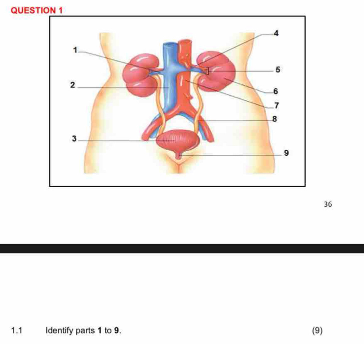 36 
1.1 Identify parts 1 to 9. (9)