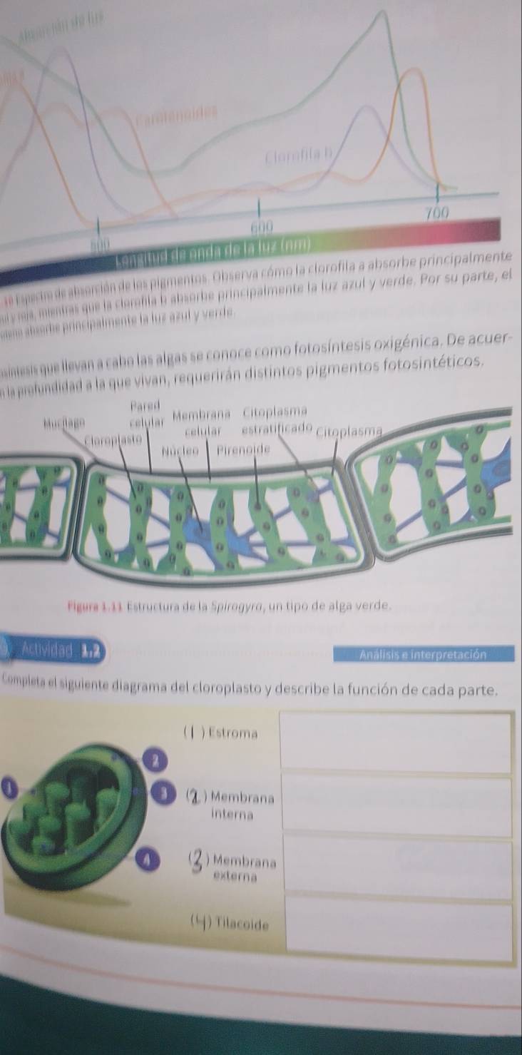 Ancián shè ly
Clorofila b
700
600
de onda de la l u s (n m 
le Especte de abseición de los pigmentos. Observa cómo la clorofila a absorbe principalmente
as que la clemfila b absorbe principalmente la luz azul y verde. Por su parte, el
inte la luz azul y verde.
nesis que llevan a cabo las algas se conoce como fotosíntesis oxigénica. De acuer-
n la prelundidad a la que vivan, requerirán distintos pigmentos fotosintéticos.
Figera 1.11 Estructura de la Spirogyro, un tipo de alga verde.
Actividad 1:2 Análisis e interpretación
Cempleta el siguiente diagrama del cloroplasto y describe la función de cada parte.
(Ⅰ ) Estroma
(λ) Membrana
interna
A 2 ) Membrana
externa
(4) Tilacoide