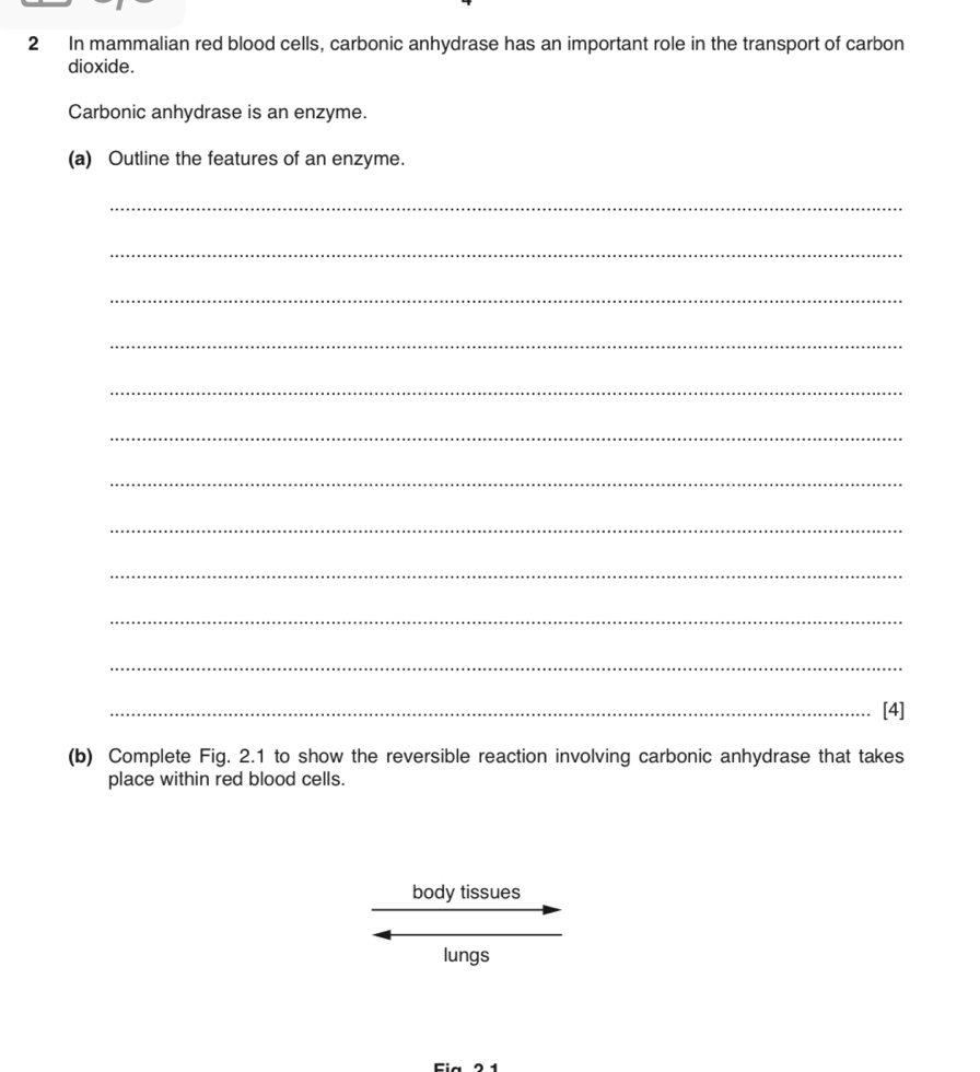In mammalian red blood cells, carbonic anhydrase has an important role in the transport of carbon 
dioxide. 
Carbonic anhydrase is an enzyme. 
(a) Outline the features of an enzyme. 
_ 
_ 
_ 
_ 
_ 
_ 
_ 
_ 
_ 
_ 
_ 
_[4] 
(b) Complete Fig. 2.1 to show the reversible reaction involving carbonic anhydrase that takes 
place within red blood cells. 
body tissues 
lungs