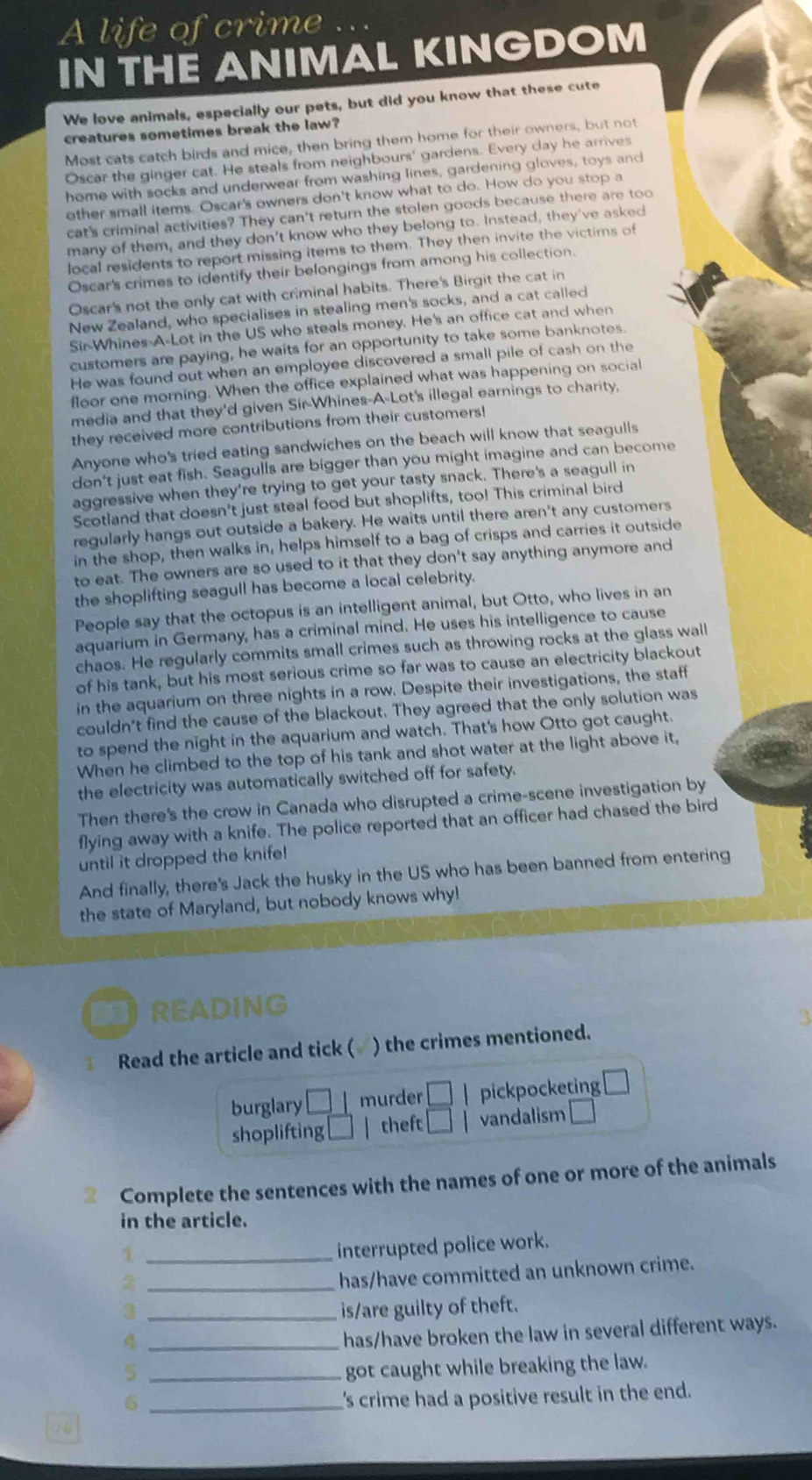 A life of crime
IN THE ANIMAL KINGDOM
We love animals, especially our pets, but did you know that these cute
creatures sometimes break the law?
Most cats catch birds and mice, then bring them home for their owners, but not
Oscar the ginger cat. He steals from neighbours' gardens. Every day he arrives
home with socks and underwear from washing lines, gardening gloves, toys and
other small items. Oscar's owners don't know what to do. How do you stop a
cat's criminal activities? They can't return the stolen goods because there are too
many of them, and they don’t know who they belong to. Instead, they've asked
local residents to report missing items to them. They then invite the victims of
Oscar's crimes to identify their belongings from among his collection.
Oscar's not the only cat with criminal habits. There's Birgit the cat in
New Zealand, who specialises in stealing men's socks, and a cat called
Sir Whines-A-Lot in the US who steals money. He's an office cat and when
customers are paying, he waits for an opportunity to take some banknotes.
He was found out when an employee discovered a small pile of cash on the
floor one morning. When the office explained what was happening on social
media and that they'd given Sir-Whines-A-Lot's illegal earnings to charity,
they received more contributions from their customers!
Anyone who's tried eating sandwiches on the beach will know that seagulls
don't just eat fish. Seagulls are bigger than you might imagine and can become
aggressive when they're trying to get your tasty snack. There's a seagull in
Scotland that doesn't just steal food but shoplifts, too! This criminal bird
regularly hangs out outside a bakery. He waits until there aren't any customers
in the shop, then walks in, helps himself to a bag of crisps and carries it outside
to eat. The owners are so used to it that they don't say anything anymore and
the shoplifting seagull has become a local celebrity.
People say that the octopus is an intelligent animal, but Otto, who lives in an
aquarium in Germany, has a criminal mind. He uses his intelligence to cause
chaos. He regularly commits small crimes such as throwing rocks at the glass wall
of his tank, but his most serious crime so far was to cause an electricity blackout
in the aquarium on three nights in a row. Despite their investigations, the staff
couldn't find the cause of the blackout. They agreed that the only solution was
to spend the night in the aquarium and watch. That's how Otto got caught.
When he climbed to the top of his tank and shot water at the light above it,
the electricity was automatically switched off for safety.
Then there's the crow in Canada who disrupted a crime-scene investigation by
flying away with a knife. The police reported that an officer had chased the bird
until it dropped the knife!
And finally, there's Jack the husky in the US who has been banned from entering
the state of Maryland, but nobody knows why!
READING
T Read the article and tick ( ) the crimes mentioned.
burglary □ murder
shoplifting theft  □ /□   pickpocketing □
vandalism □
2 Complete the sentences with the names of one or more of the animals
in the article.
_1
interrupted police work.
_2
has/have committed an unknown crime.
3 _is/are guilty of theft.
_A
has/have broken the law in several different ways.
5 _got caught while breaking the law.
_6
I's crime had a positive result in the end.