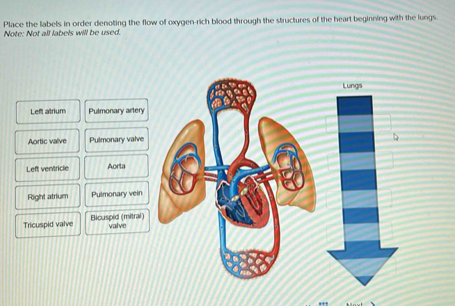 Place the labels in order denoting the flow of oxygen-rich blood through the structures of the heart beginning with the lungs. 
Note: Not all labels will be used. 
Lungs 
Left atrium Pulmonary artery 
Aortic valve Pulmonary valve 
Left ventricle Aorta 
Right atrium Pulmonary vein 
Tricuspid valve Bicuspid (mitral) 
valve