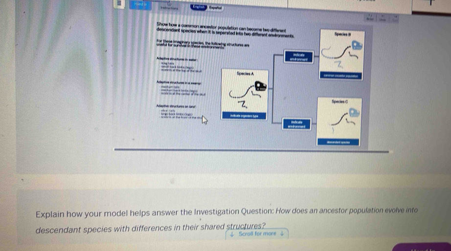 qund in Ietractions Español 
Show how a cormon ance 
descendant species when 
For these imaginary species, th 
useful for survival in these envi 
Adaptive structures in water 
noetrts at the top of the sat 
daptive structunes in a serrp mid un s 
nosfr its a the canter of the sked 
Adaptive structures o ln 
hosty is or the frant of te sy lanes buck lmbs cleas) 
Explain how your model helps answer the Investigation Question: How does an ancestor population evolve into 
descendant species with differences in their shared structures? 
Scroll for more