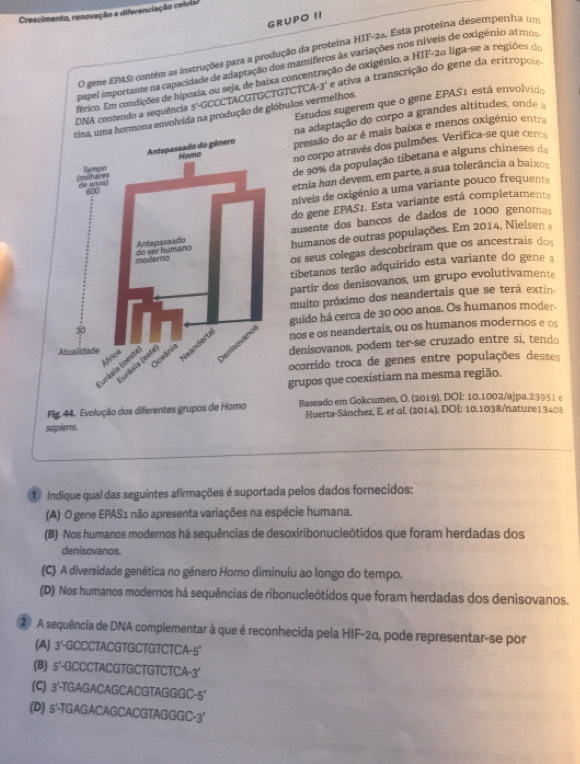 Crescimento, renovação e diferenciação celula.
GRUPO II
O gene EP4S: contém as instruções para a produção da proteina HIF-2a. Esta proteina desempenha m
papel importante na capacidade de adaptação dos mamíferos às variações nos níveis de oxigénio atmo
férico. Em condições de hipoxia, ou seja, de baixa concentração de oxigénio, a HIF-2o liga-se a regiõesd
DNA contendo a sequência 5° GCCCTACGTGCTGTCTCA-3' e ativa a transcrição do gene da eritropoie
a hormona envolvida na produção de glóbulos vermelhos. Estudos sugerem que o gene EPAS1 está envolvido
na adaptação do corpo a grandes altitudes, onde a
pressão do ar é mais baixa e menos oxigénio entra
no corpo através dos pulmões. Verifica-se que cerca
de 90% da população tibetana e alguns chineses da
níveis de oxigénio a uma variante pouco frequente
etnia han devem, em parte, a sua tolerância a baixo
do gene EPAS1. Esta variante está completamente
ausente dos banços de dados de 1000 genomas
humanos de outras populações. Em 2014, Nielsen e
os seus colegas descobriram que os ancestrais dos
tibetanos terão adquirido esta variante do gene a
partir dos denisovanos, um grupo evolutivamente
muito próximo dos neandertais que se terá extin.
guido há cerca de 30 000 anos. Os humanos moder-
nos e os neandertais, ou os humanos modernos e os
denisovanos, podem ter-se cruzado entre si, tendo
ocorrido troca de genes entre populações desses
grupos que coexístiam na mesma região.
Fig. 44. Evolução dos diferentes grupos de Homo Baseado em Gokcumen, O. (2019), DOI: 10.1002/ajpa.23951 e
sapiens. Huerta-Sánchez, E. et ol. (2014), DOI: 10.1038/nature13403
1 Indique qual das seguintes afirmações é suportada pelos dados fornecidos:
(A) O gene EPAS1 não apresenta variações na espécie humana.
(B) Nos humanos modernos há sequências de desoxiribonucleótidos que foram herdadas dos
denisovanos.
(C) A diversidade genética no género Homo diminuiu ao longo do tempo.
(D) Nos humanos modernos há sequências de ribonucleótidos que foram herdadas dos denisovanos.
② A sequência de DNA complementar à que é reconhecida pela HIF-2α, pode representar-se por
(A) 3'-GCCCTACGTGCTGTCTCA-5'
(B) 5°- GCCCTACGTGCTGTCTCA- 3
(C) 3^1 -TGAGACAGCACGTAGGGC -5°
(D) 5^1 -TGAGACAGCACGTAGGGC-3°