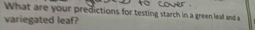 What are your predictions for testing starch in a green leaf and a 
variegated leaf?