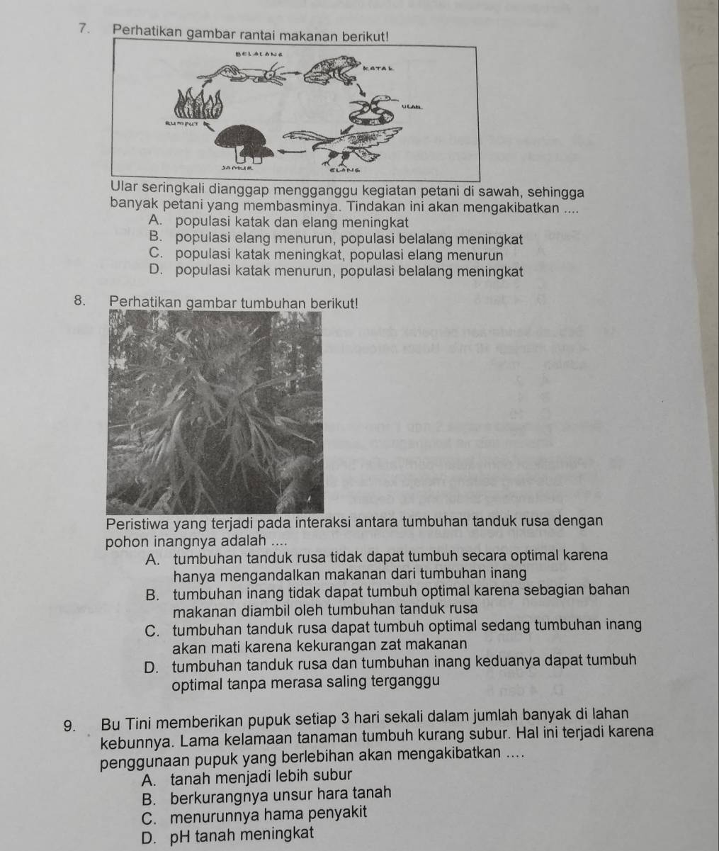 Perhatikan gambar rantai makanan berikut!
seringkali dianggap mengganggu kegiatan petani di sawah, sehingga
banyak petani yang membasminya. Tindakan ini akan mengakibatkan ....
A. populasi katak dan elang meningkat
B. populasi elang menurun, populasi belalang meningkat
C. populasi katak meningkat, populasi elang menurun
D. populasi katak menurun, populasi belalang meningkat
8. Perhatikan gambar tumbuhan berikut!
Peristiwa yang terjadi pada interaksi antara tumbuhan tanduk rusa dengan
pohon inangnya adalah ....
A. tumbuhan tanduk rusa tidak dapat tumbuh secara optimal karena
hanya mengandalkan makanan dari tumbuhan inang
B. tumbuhan inang tidak dapat tumbuh optimal karena sebagian bahan
makanan diambil oleh tumbuhan tanduk rusa
C. tumbuhan tanduk rusa dapat tumbuh optimal sedang tumbuhan inang
akan mati karena kekurangan zat makanan
D. tumbuhan tanduk rusa dan tumbuhan inang keduanya dapat tumbuh
optimal tanpa merasa saling terganggu
9. Bu Tini memberikan pupuk setiap 3 hari sekali dalam jumlah banyak di lahan
kebunnya. Lama kelamaan tanaman tumbuh kurang subur. Hal ini terjadi karena
penggunaan pupuk yang berlebihan akan mengakibatkan ....
A. tanah menjadi lebih subur
B. berkurangnya unsur hara tanah
C. menurunnya hama penyakit
D. pH tanah meningkat