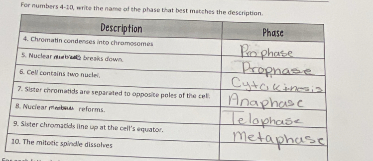 For numbers 4-10, write the name of the p