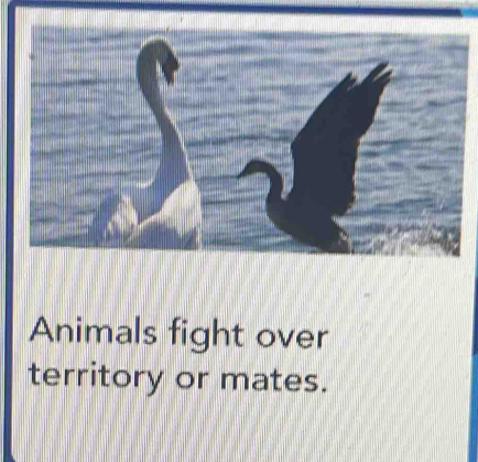 Animals fight over 
territory or mates.