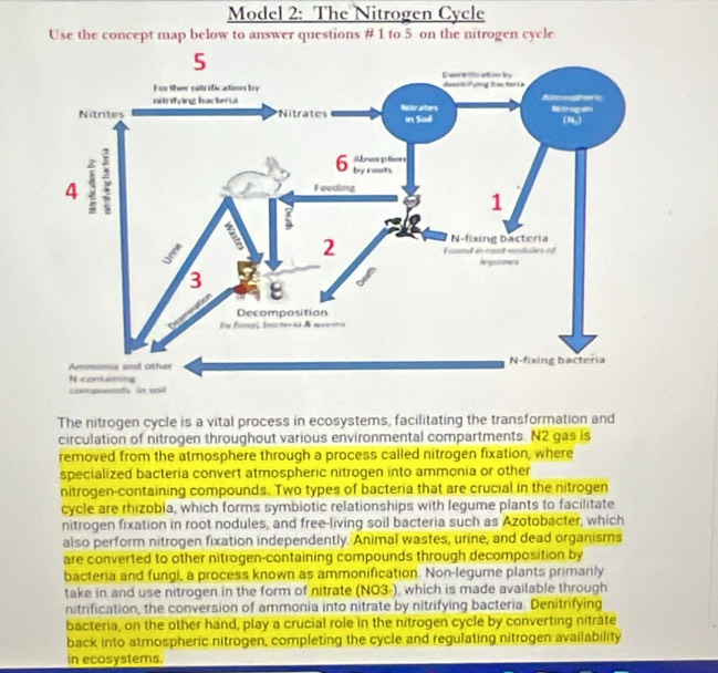Model 2: The Nitrogen Cycle 
Use the concept map below to answer questions # 1 to 5 on the nitrogen cycle 
The nitrogen cycle is a vital process in ecosystems, facilitating the transformation and 
circulation of nitrogen throughout various environmental compartments. N2 gas is 
removed from the atmosphere through a process called nitrogen fixation, where 
specialized bacteria convert atmospheric nitrogen into ammonia or other 
nitrogen-containing compounds. Two types of bacteria that are crucial in the nitrogen 
cycle are rhizobia, which forms symbiotic relationships with legume plants to facilitate 
nitrogen fixation in root nodules, and free-living soil bacteria such as Azotobacter, which 
also perform nitrogen fixation independently. Animal wastes, urine, and dead organisms 
are converted to other nitrogen-containing compounds through decomposition by 
bacteria and fungi, a process known as ammonification. Non-legume plants primarily 
take in and use nitrogen in the form of nitrate (NO3-), which is made available through 
nitrification, the conversion of ammonia into nitrate by nitrifying bacteria. Denitrifying 
bacteria, on the other hand, play a crucial role in the nitrogen cycle by converting nitrate 
back into atmospheric nitrogen, completing the cycle and regulating nitrogen availability 
in ecosystems.