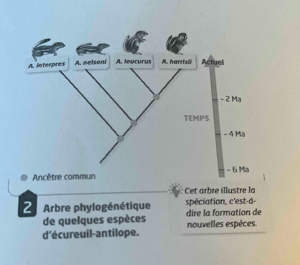 Cet arbre illustre la 
2 Arbre phylogénétique 
spéciation, c'est-ā- 
dire la formation de 
de quelques espèces 
nouvelles espèces. 
d'écureuil-antilope.